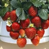 Strawberry Alpine Pineapple Temptation