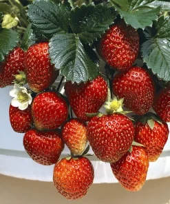 Strawberry Alpine Pineapple Temptation