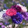 Cornflower Bachelor’s Button