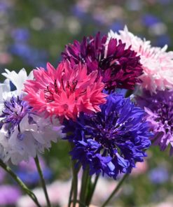 Cornflower Bachelor’s Button