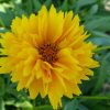 Coreopsis Golden Globe