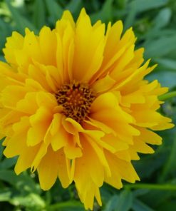 Coreopsis Golden Globe