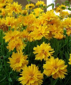 Tickseed coreopsis Golden Globe