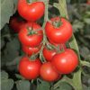 Tomato Abellus H