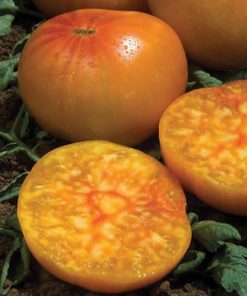 Tomato Ananas