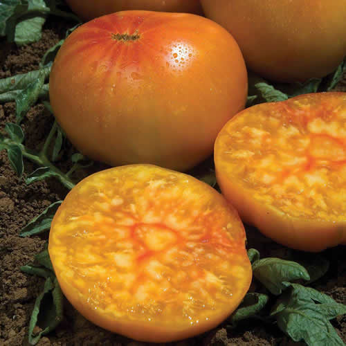 Tomato Ananas