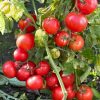 Tomato Betalux