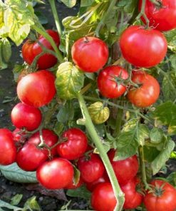 Tomato Betalux