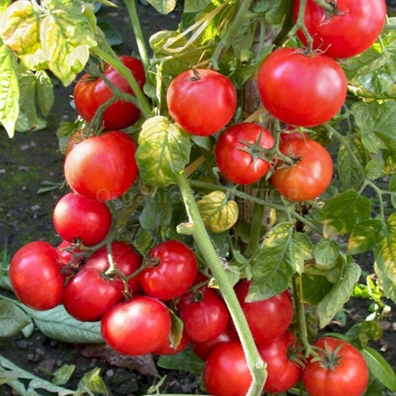 Tomato Betalux