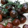 back-cherry-tomato
