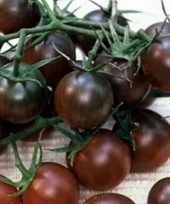 back-cherry-tomato