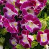 Torenia Wishbone flower Kauai Magenta