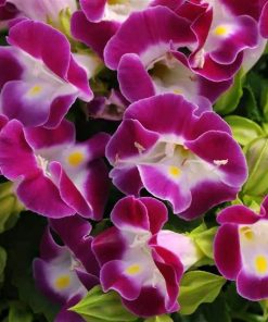 Torenia Wishbone flower Kauai Magenta