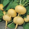 Turnip Petrovskaja 1