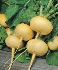 Turnip Petrovskaja 1