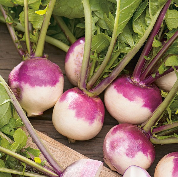 Turnip Di Milano