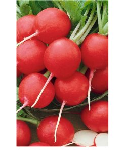 radish rondeel seeds
