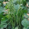 Bean Dwarf French Bean MAXI