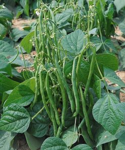 Bean Dwarf French Bean MAXI