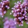 Verbena Pretty Verbena