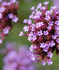 Verbena Pretty Verbena