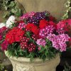Verbena Hybrida Mixed