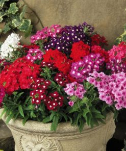 Verbena Hybrida Mixed