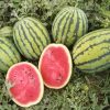 Watermelon Bedouin H