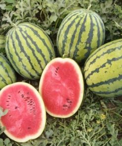 Watermelon Bedouin H