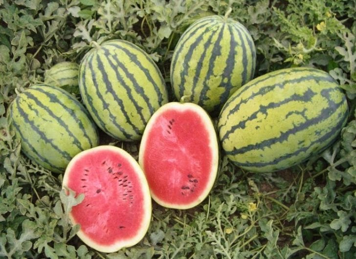 Watermelon Bedouin H