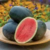Watermelon Little Darling H