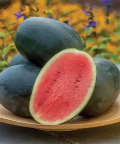 Watermelon Little Darling H