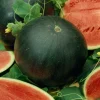 Watermelon Sugar Baby
