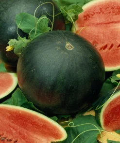 Watermelon Sugar Baby