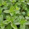 Marjoram Wild Marjoram
