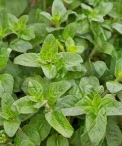 Marjoram Wild Marjoram