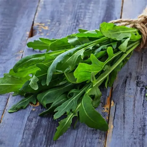 Wild Rocket Perennial Rocket Olivetta