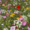 Flower Mix Wild Meadow