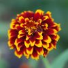Zinnia Aztec Sunset