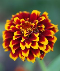 Zinnia Aztec Sunset