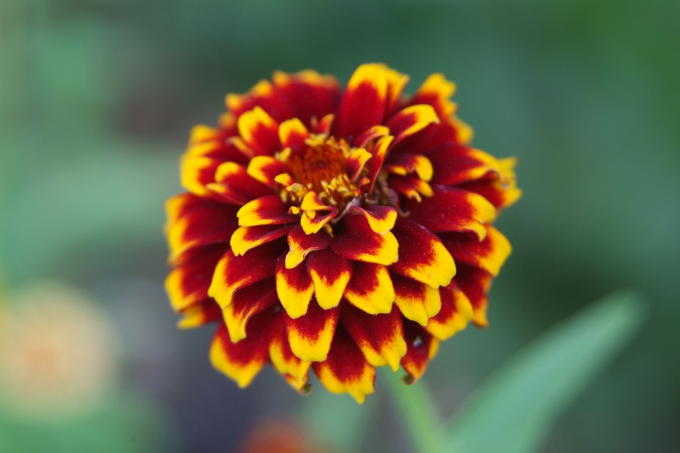 Zinnia Aztec Sunset