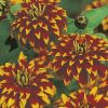 Zinnia