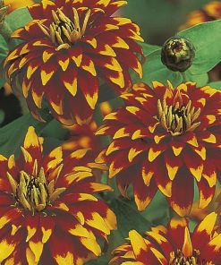 Zinnia