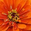 Zinnia Orange King
