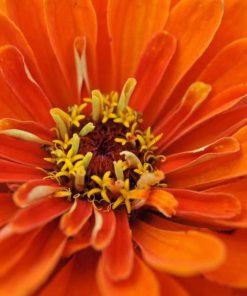 Zinnia Orange King