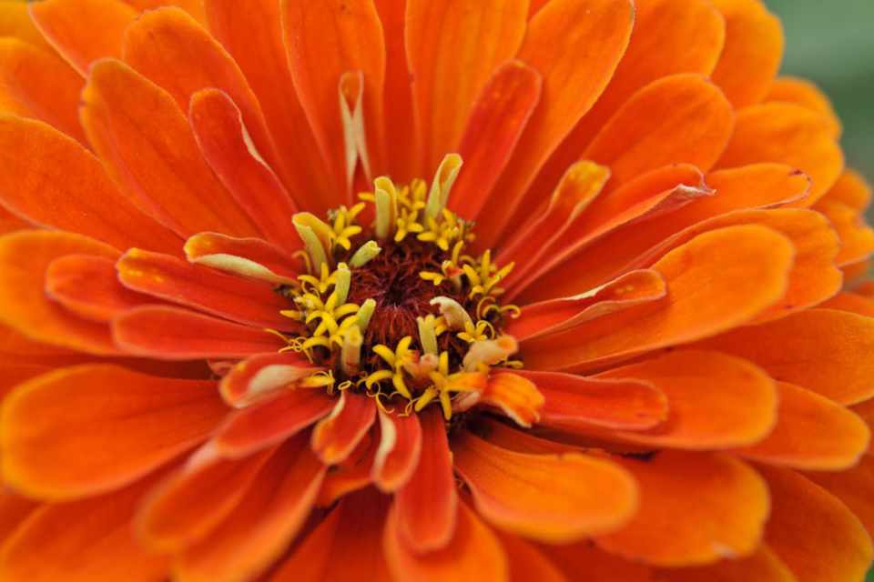Zinnia Orange King