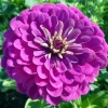 Zinnia Purple Prince