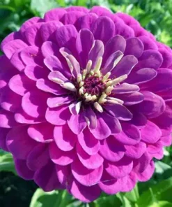 Zinnia Purple Prince