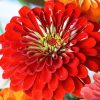 Zinnia Scarlet Flame