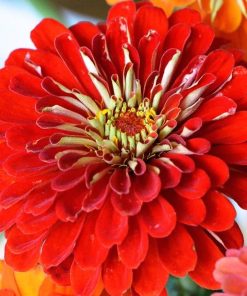 Zinnia Scarlet Flame